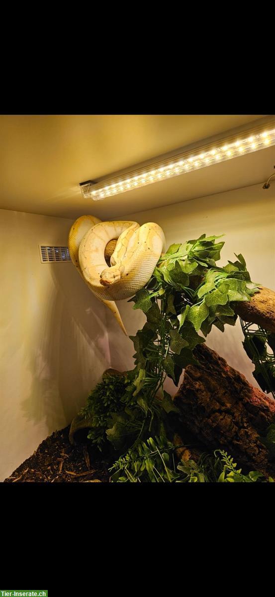 Bild 2: 0.1 Königspython Morph Banana Spider, 2017
