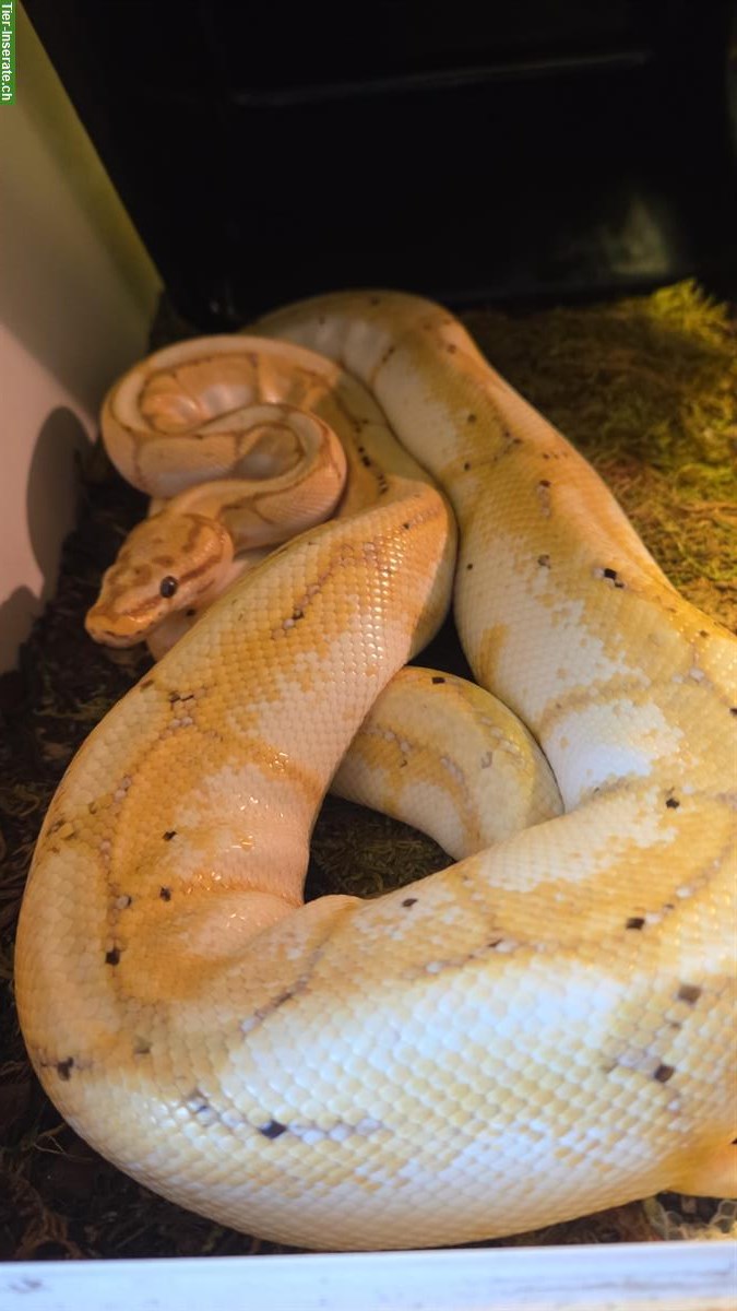 Bild 3: 0.1 Königspython Morph Banana Spider, 2017