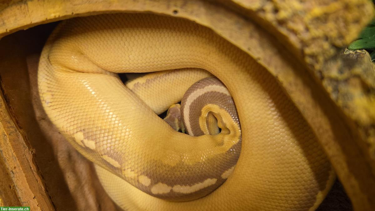 Bild 2: 1.0 Königspython Morph Cinnamon Coralclow Fire Pastel 2024