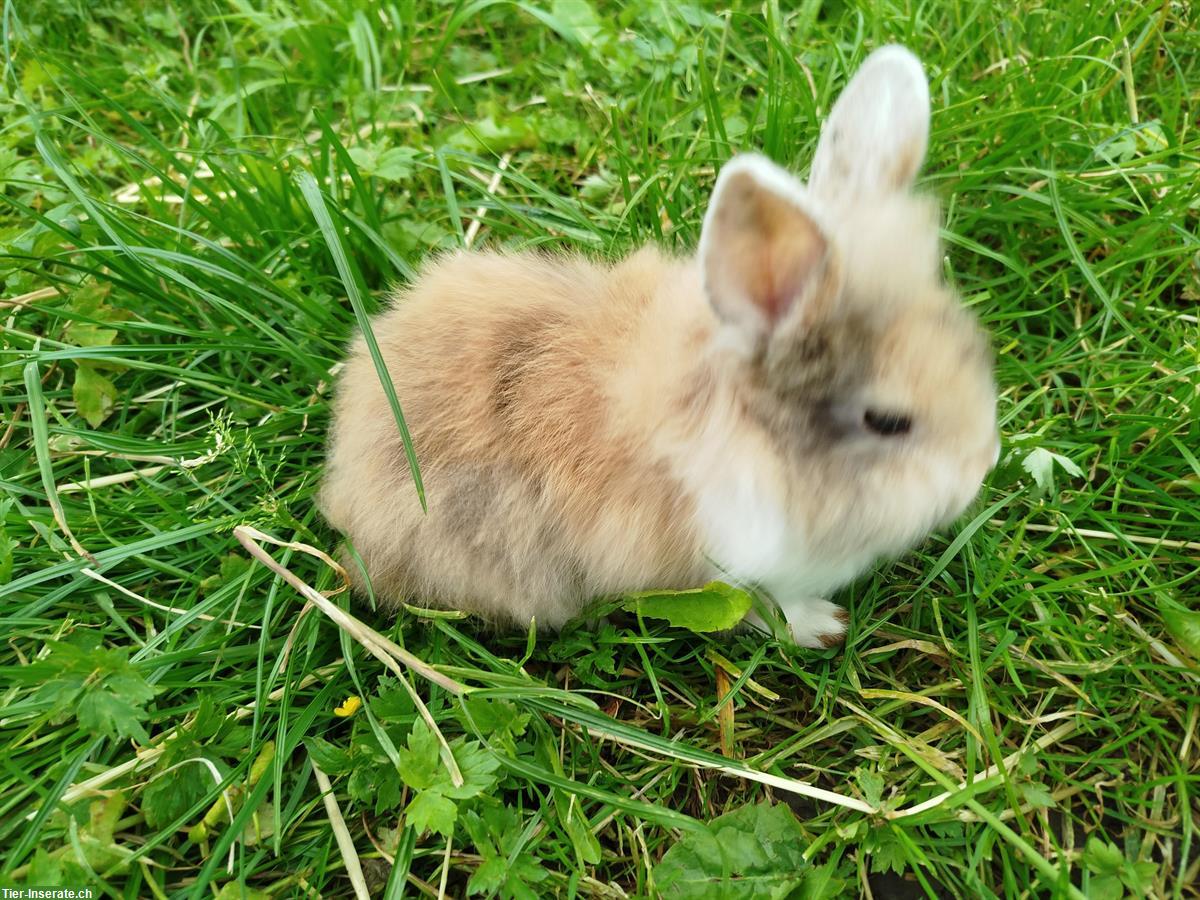 Bild 3: Verschiedene Zwergkaninchen aus unserer Hobbyzucht