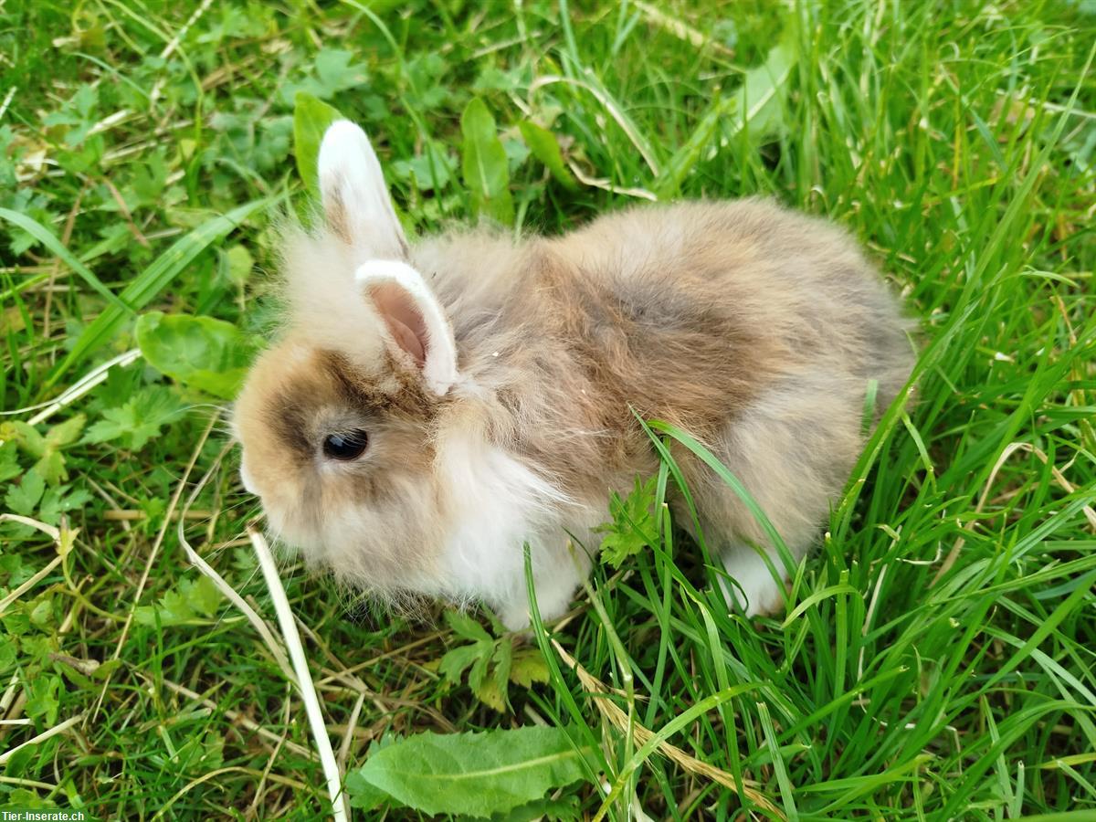 Bild 4: Verschiedene Zwergkaninchen aus unserer Hobbyzucht