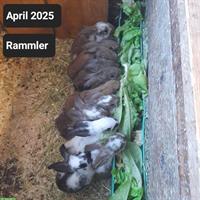 Französische Widder Zibben und Rammler