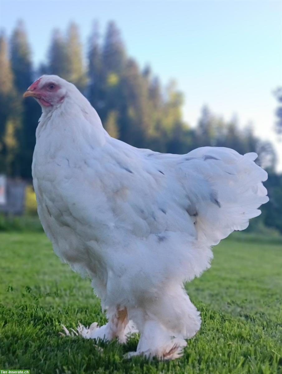 Gesunde, zutrauliche Brahma Hähne reinrassig abzugeben