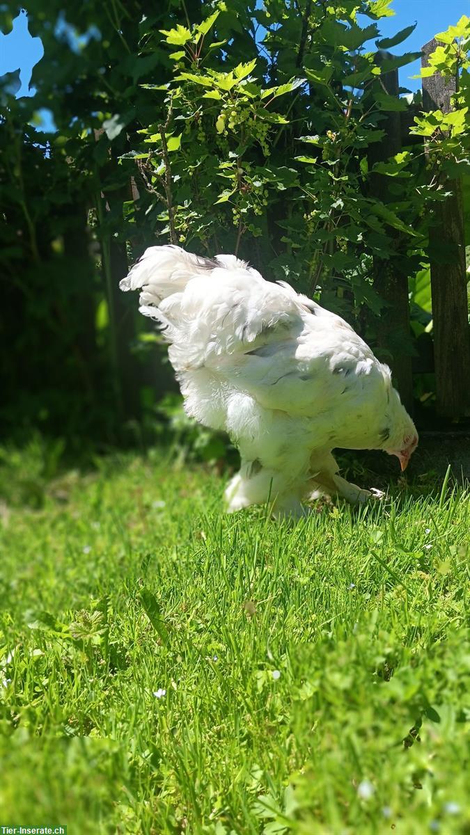 Bild 2: Gesunde, zutrauliche Brahma Hähne reinrassig abzugeben