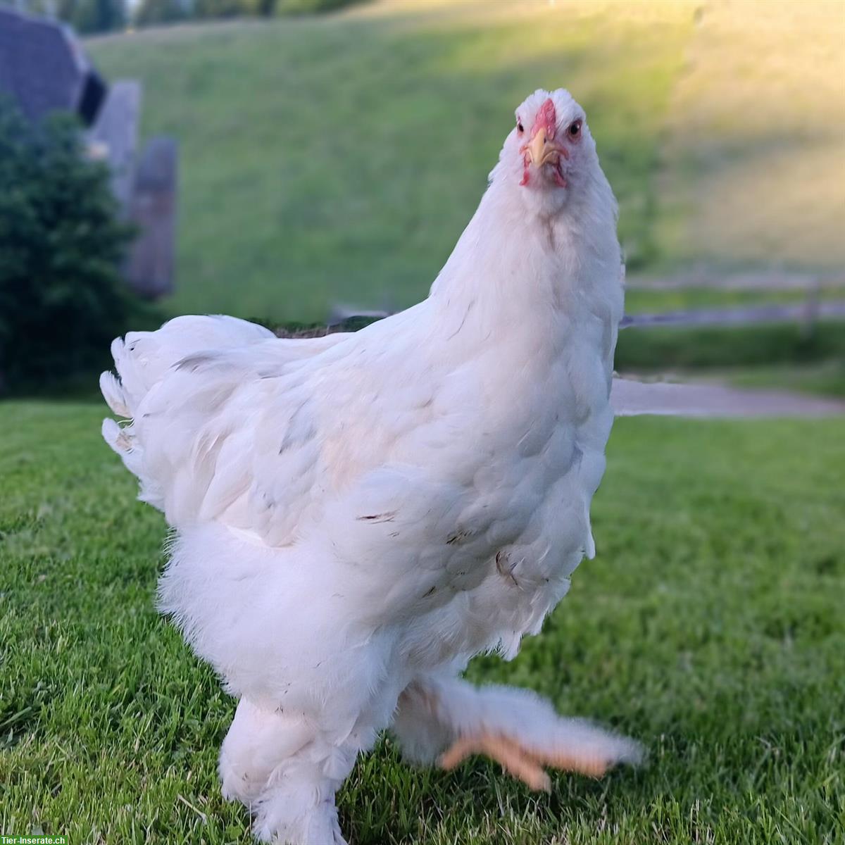 Bild 3: Gesunde, zutrauliche Brahma Hähne reinrassig abzugeben