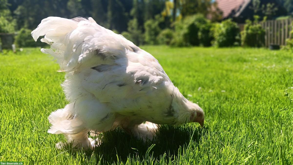 Bild 5: Gesunde, zutrauliche Brahma Hähne reinrassig abzugeben
