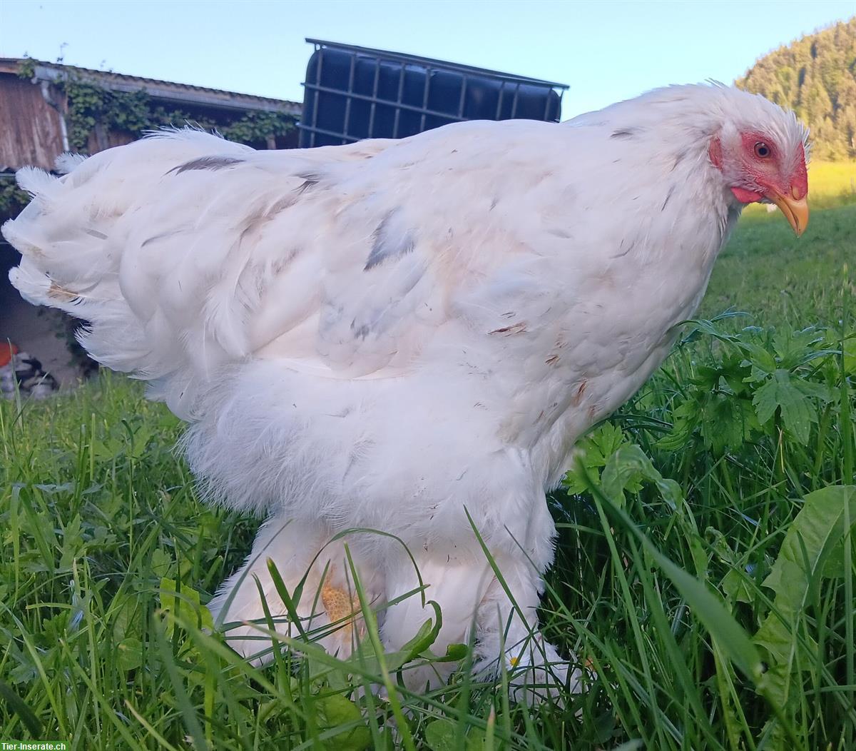 Bild 6: Gesunde, zutrauliche Brahma Hähne reinrassig abzugeben
