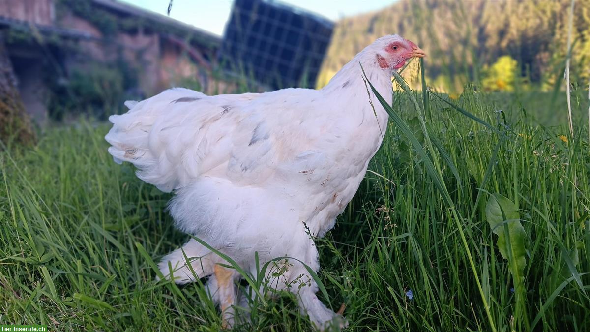 Bild 7: Gesunde, zutrauliche Brahma Hähne reinrassig abzugeben