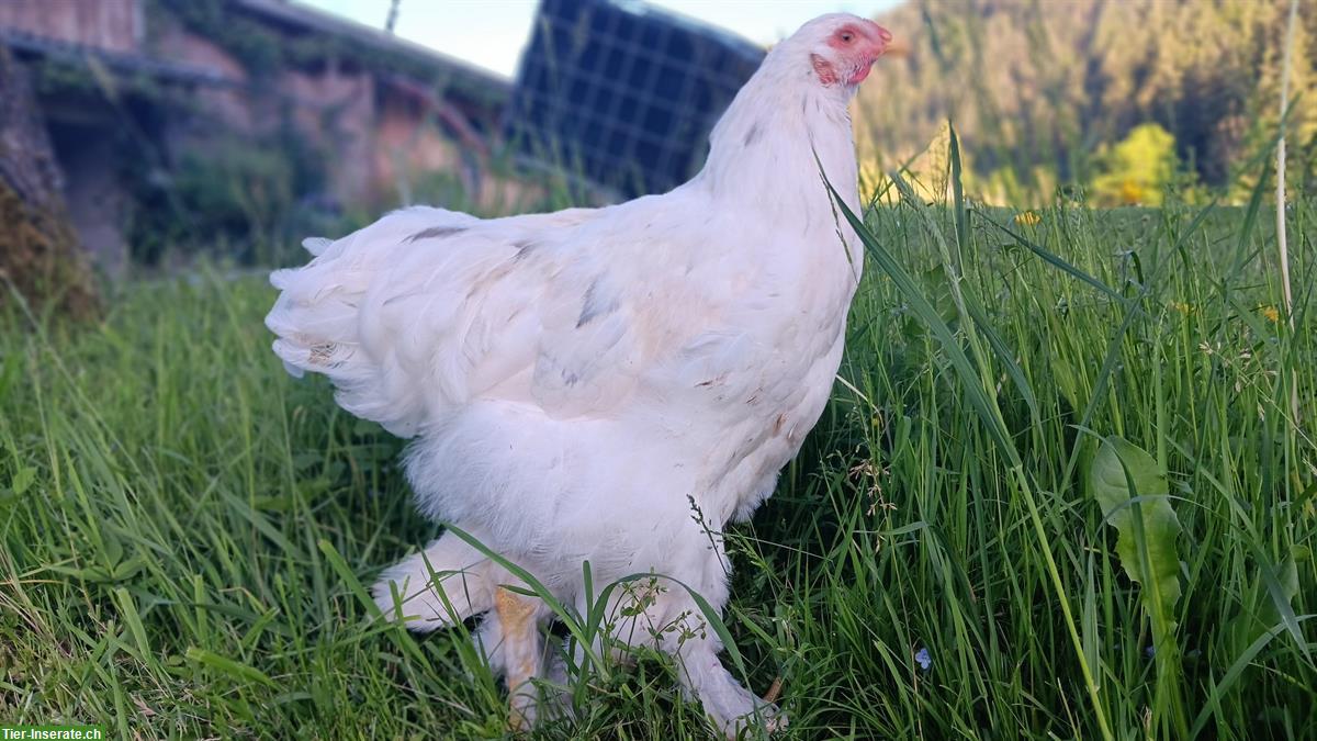 Bild 8: Gesunde, zutrauliche Brahma Hähne reinrassig abzugeben