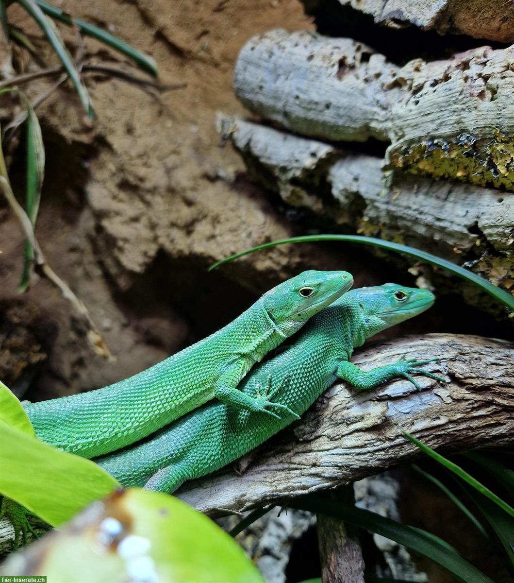 Gastropholis prasina, Grüne Baumeidechse inkl. Terrarium