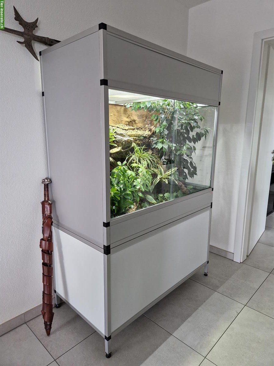 Bild 2: Gastropholis prasina, Grüne Baumeidechse inkl. Terrarium
