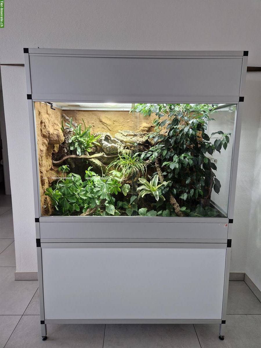 Bild 3: Gastropholis prasina, Grüne Baumeidechse inkl. Terrarium