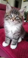 Maine Coon - Siam Mix Katerli sucht ein Zuhause