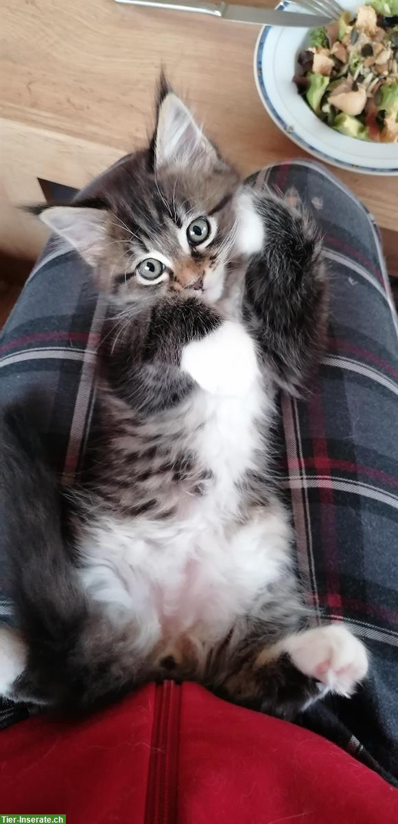 Bild 2: Maine Coon - Siam Mix Katerli sucht ein Zuhause