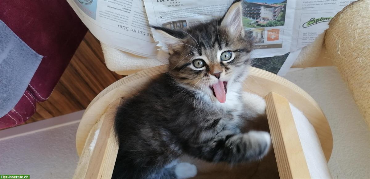 Bild 3: Maine Coon - Siam Mix Katerli sucht ein Zuhause