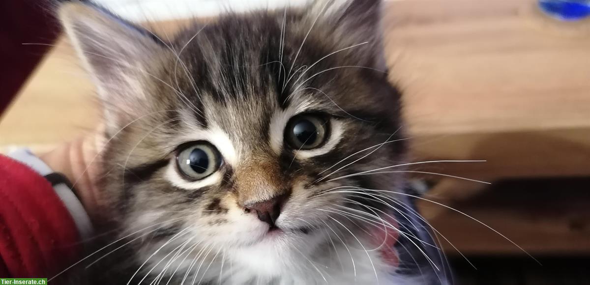 Bild 4: Maine Coon - Siam Mix Katerli sucht ein Zuhause