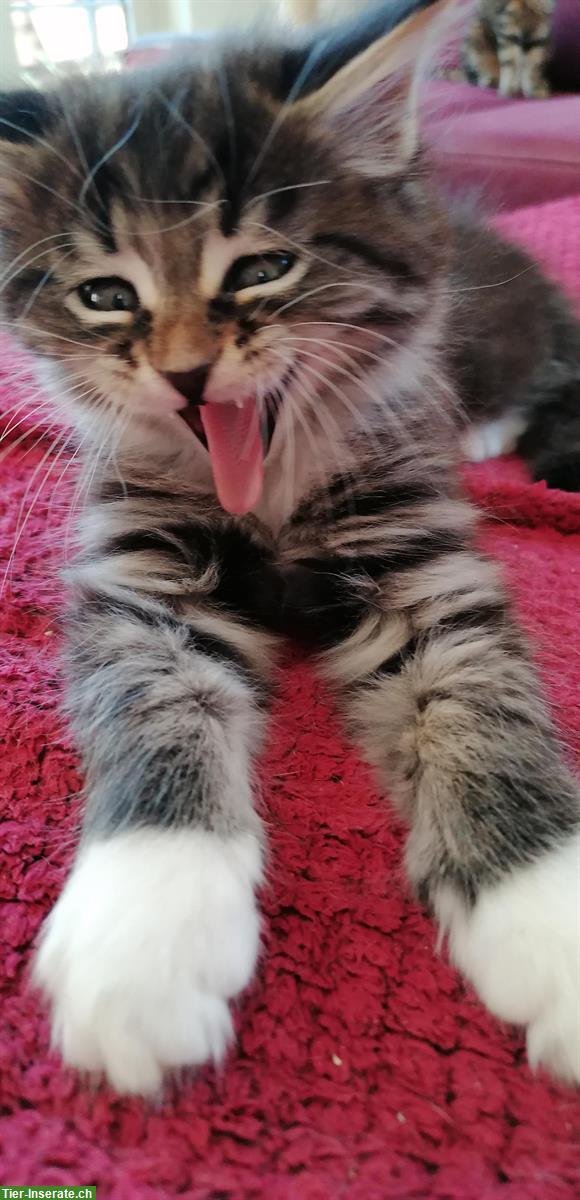 Bild 5: Maine Coon - Siam Mix Katerli sucht ein Zuhause