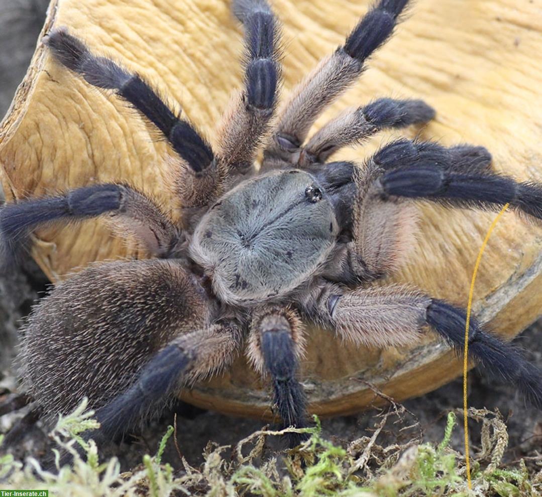 Monocentropus Balfouri Weibchen, Blaue Jemen-Vogelspinne