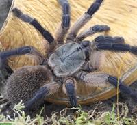 Monocentropus Balfouri Weibchen, Blaue Jemen-Vogelspinne