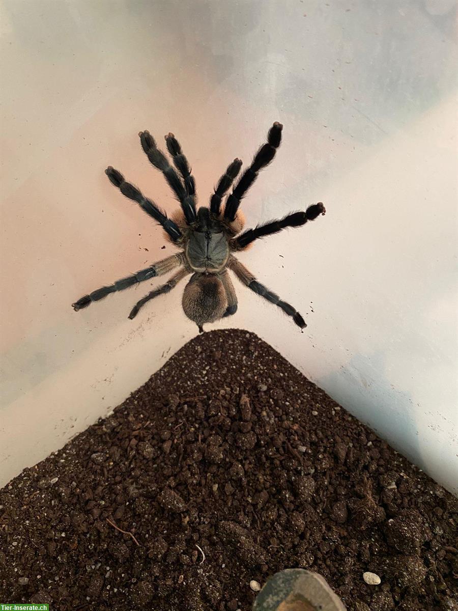 Bild 2: Monocentropus Balfouri Weibchen, Blaue Jemen-Vogelspinne