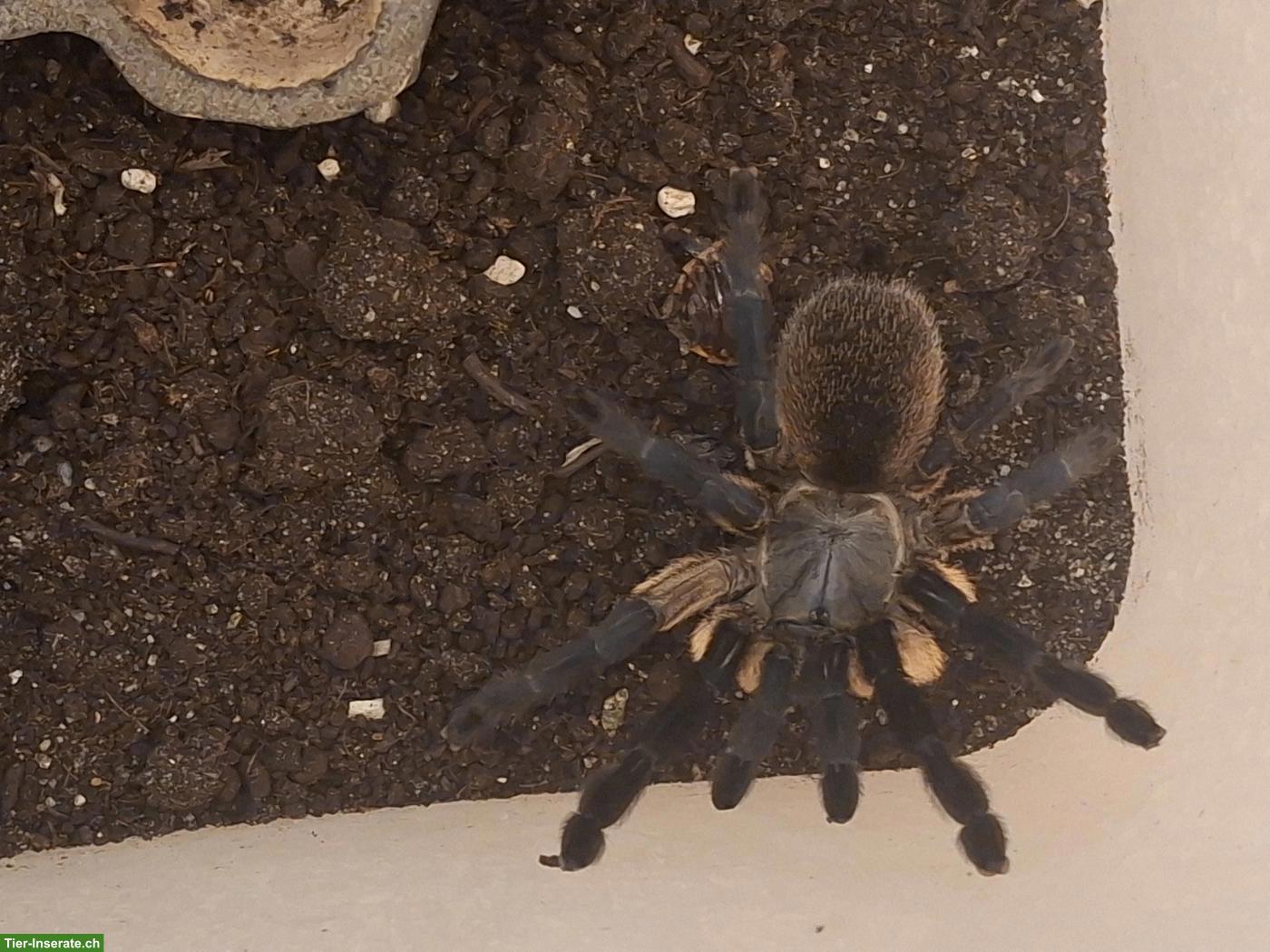 Bild 3: Monocentropus Balfouri Weibchen, Blaue Jemen-Vogelspinne