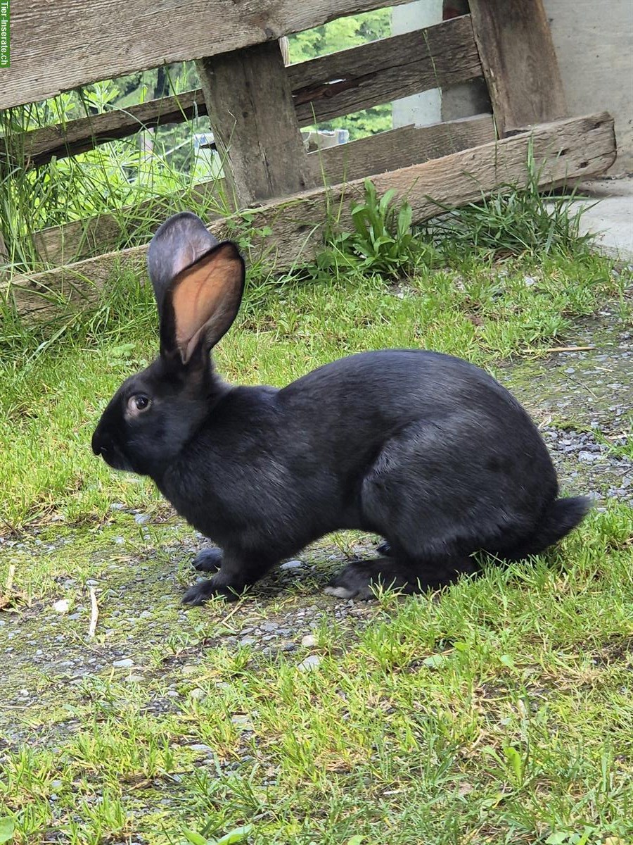 Schweizer Schecken X Belgische Riesen Kaninchen