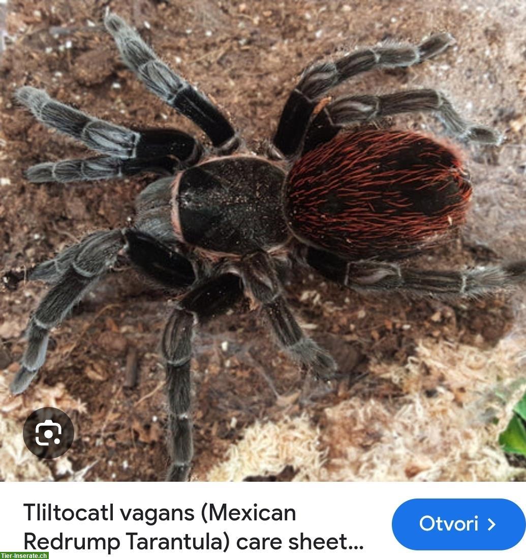 Mexican Red Rump Tarantula Vogelspinne Weibchen