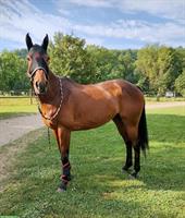 16-jähriges Polopony sucht schönes Plätzchen