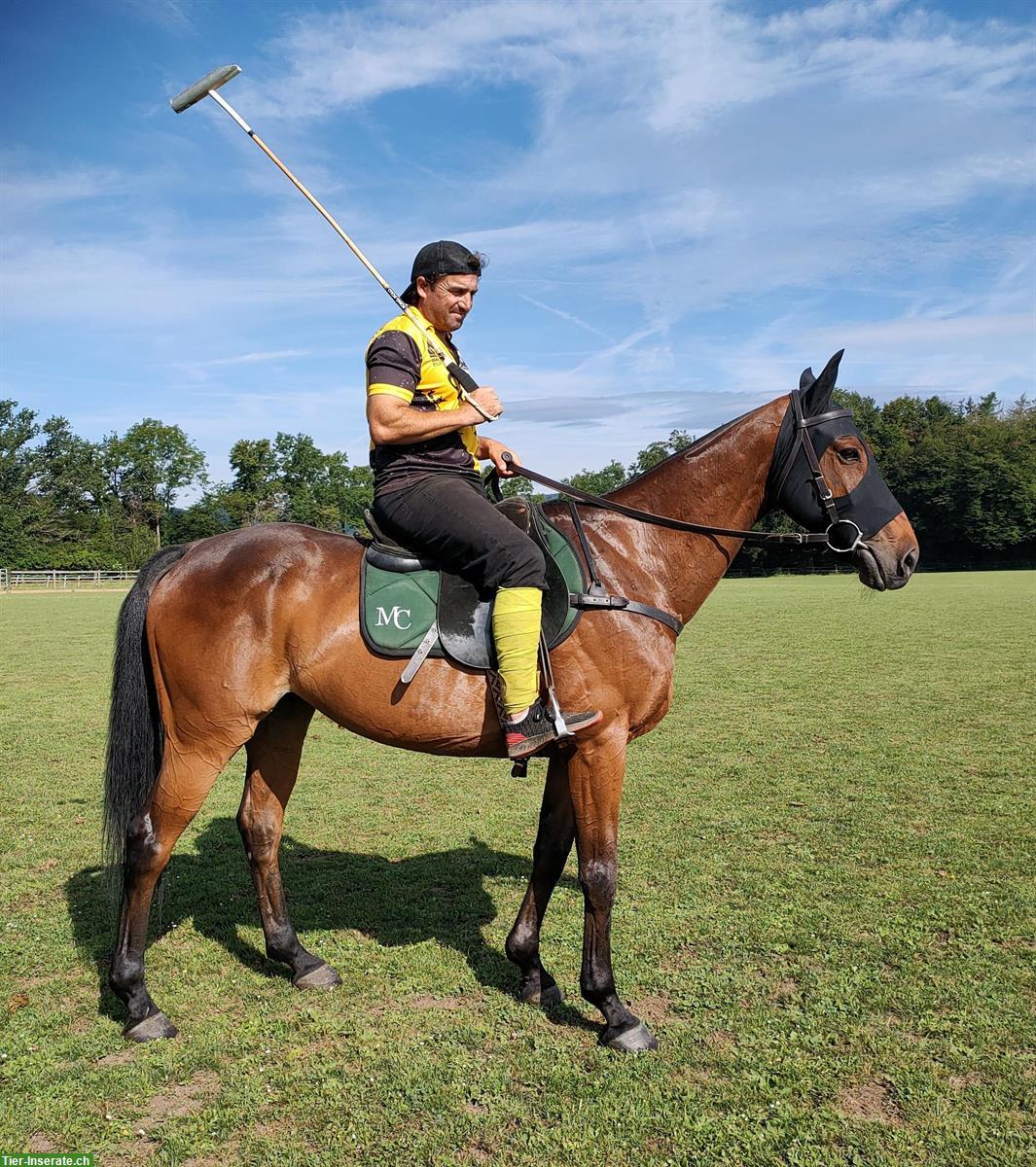 Bild 2: 16-jähriges Polopony sucht schönes Plätzchen