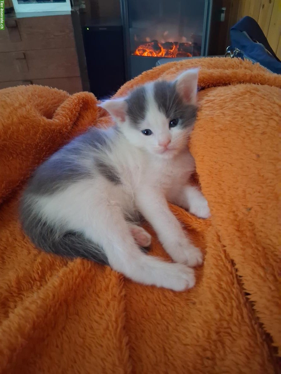 Junger Maine Coon mix Kater sucht neues Zuhause