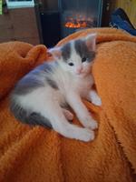 Junger Maine Coon mix Kater sucht neues Zuhause
