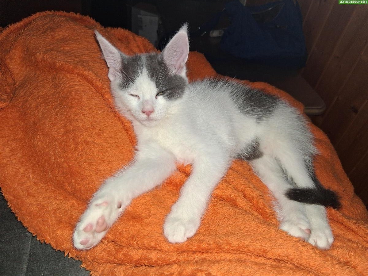 Bild 2: Junger Maine Coon mix Kater sucht neues Zuhause