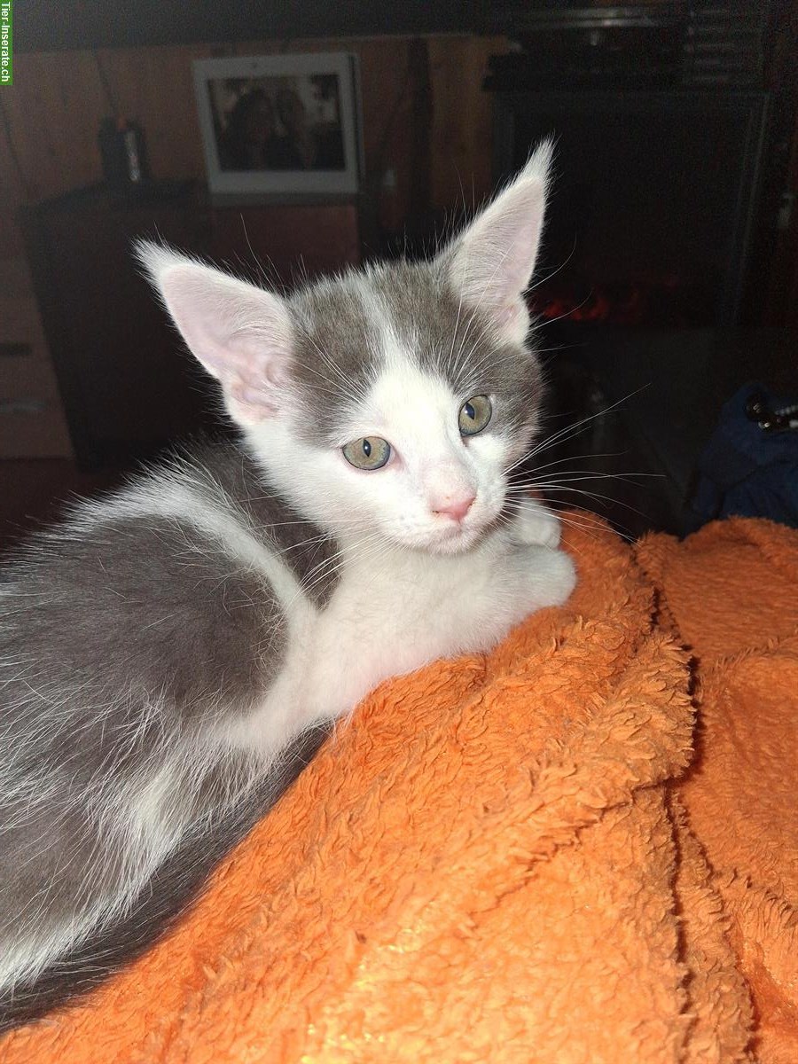 Bild 3: Junger Maine Coon mix Kater sucht neues Zuhause