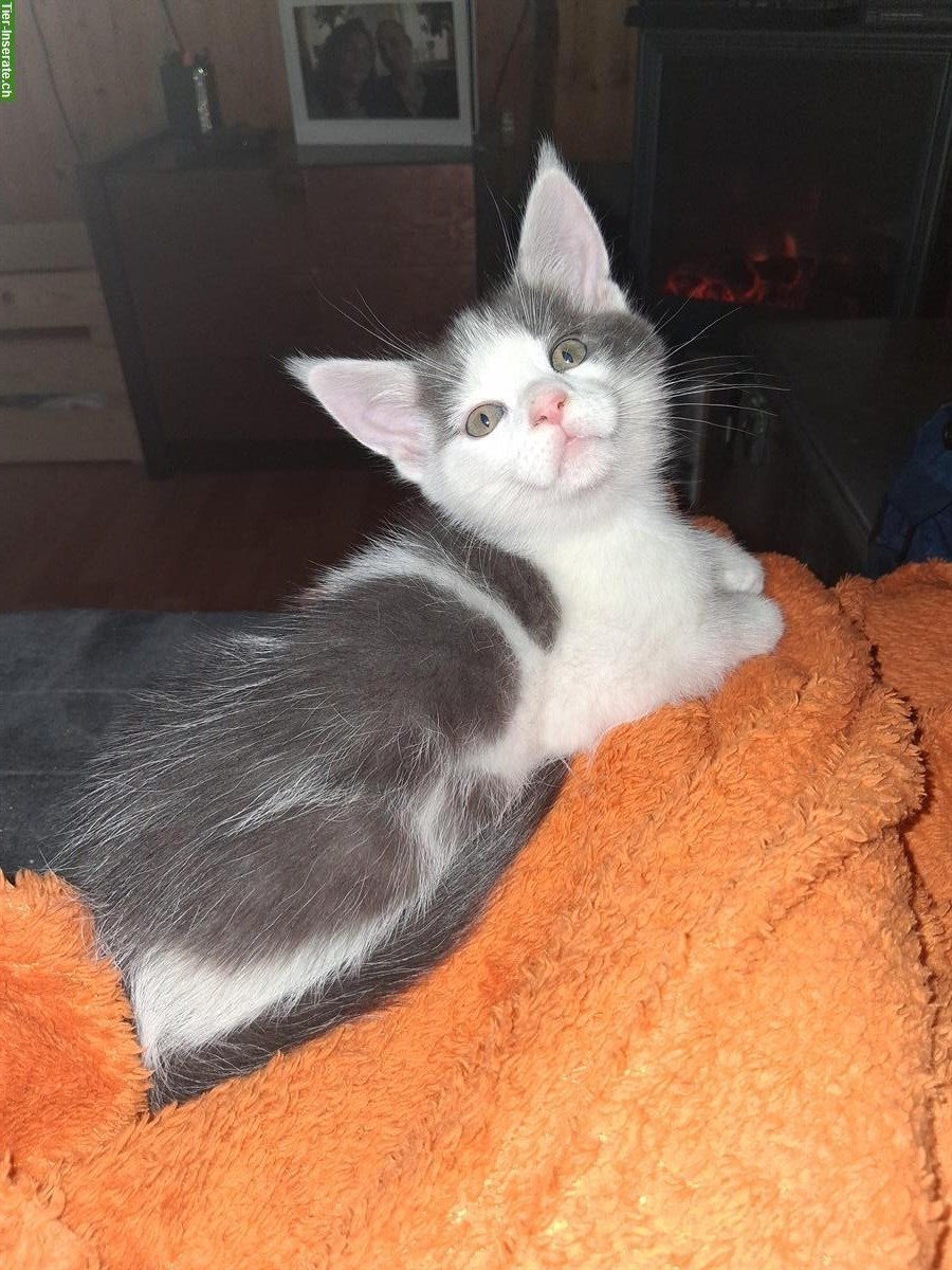Bild 4: Junger Maine Coon mix Kater sucht neues Zuhause