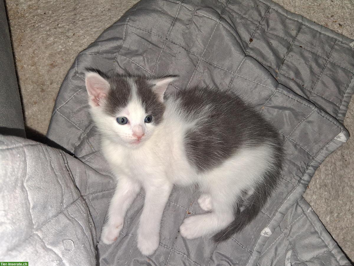 Bild 5: Junger Maine Coon mix Kater sucht neues Zuhause