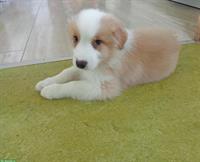 Australian Shepherd Welpen, m und w, yellow-colored