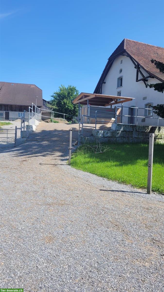 Bild 5: Offenstallplätze in Selbstversorger-Stallgemeinschaft in Dürrenäsch AG