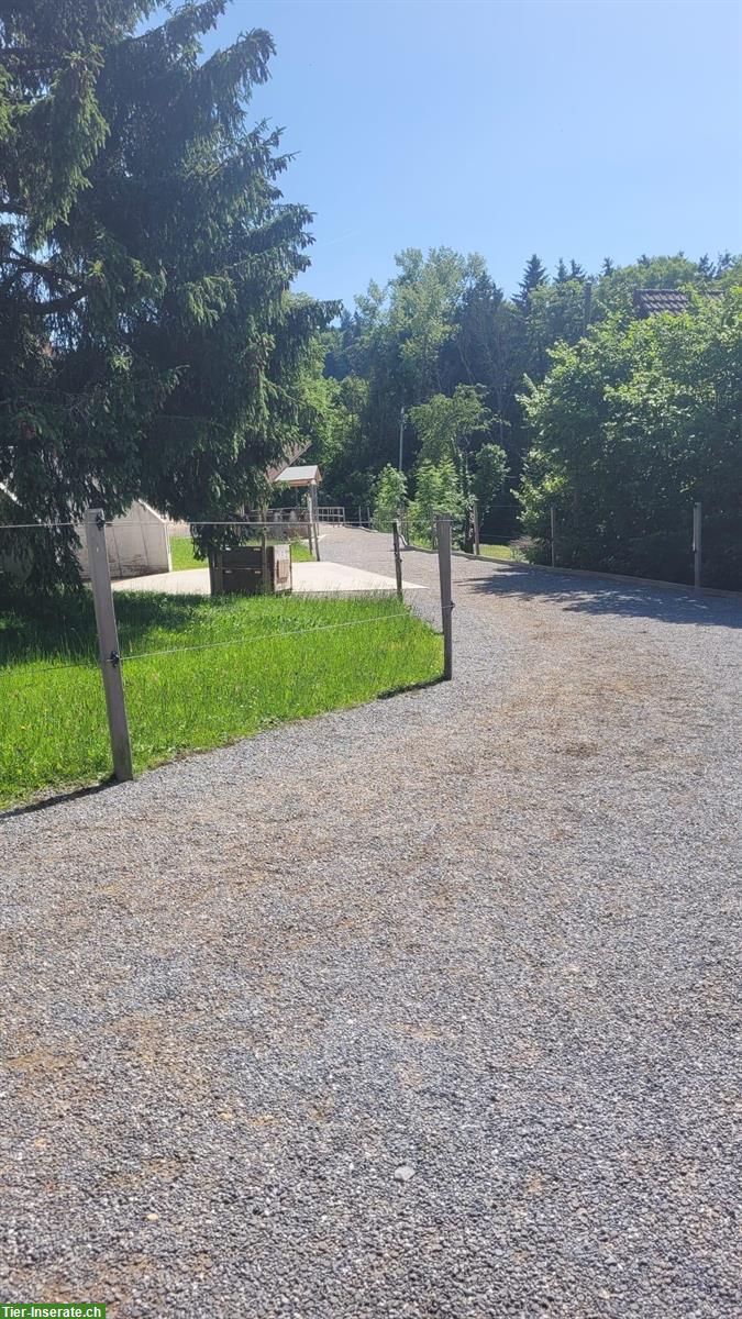 Bild 6: Offenstallplätze in Selbstversorger-Stallgemeinschaft in Dürrenäsch AG