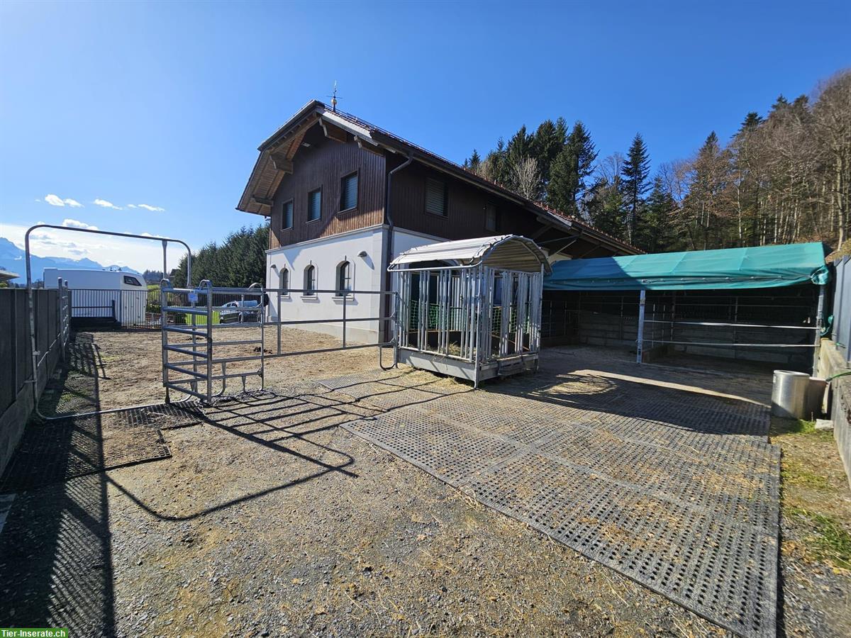 Platz im Allergikerstall für Stute, Paddockbox oder Nachtbox