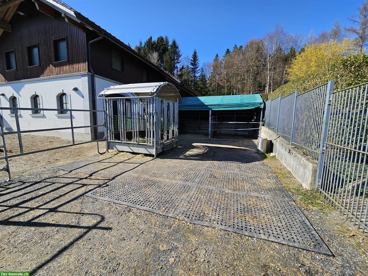 Bild 2: Platz im Allergikerstall für Stute, Paddockbox oder Nachtbox