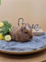 Meerschweinchen Weibchen sucht ein neues Zuhause