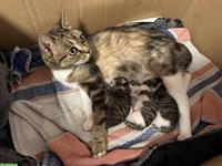 Katzenbabys an liebevolle Menschen zu verkaufen