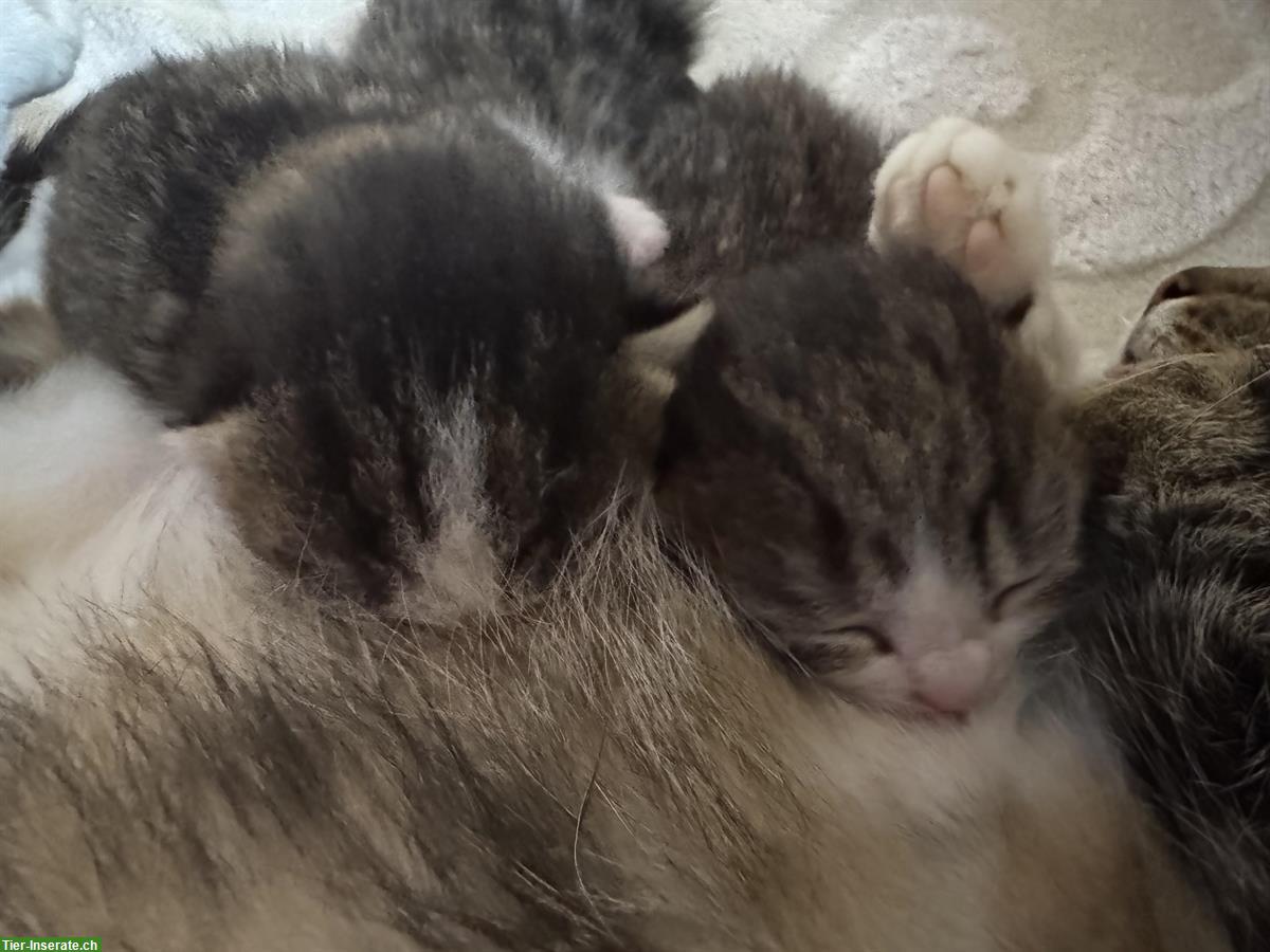 Bild 2: Katzenbabys an liebevolle Menschen zu verkaufen