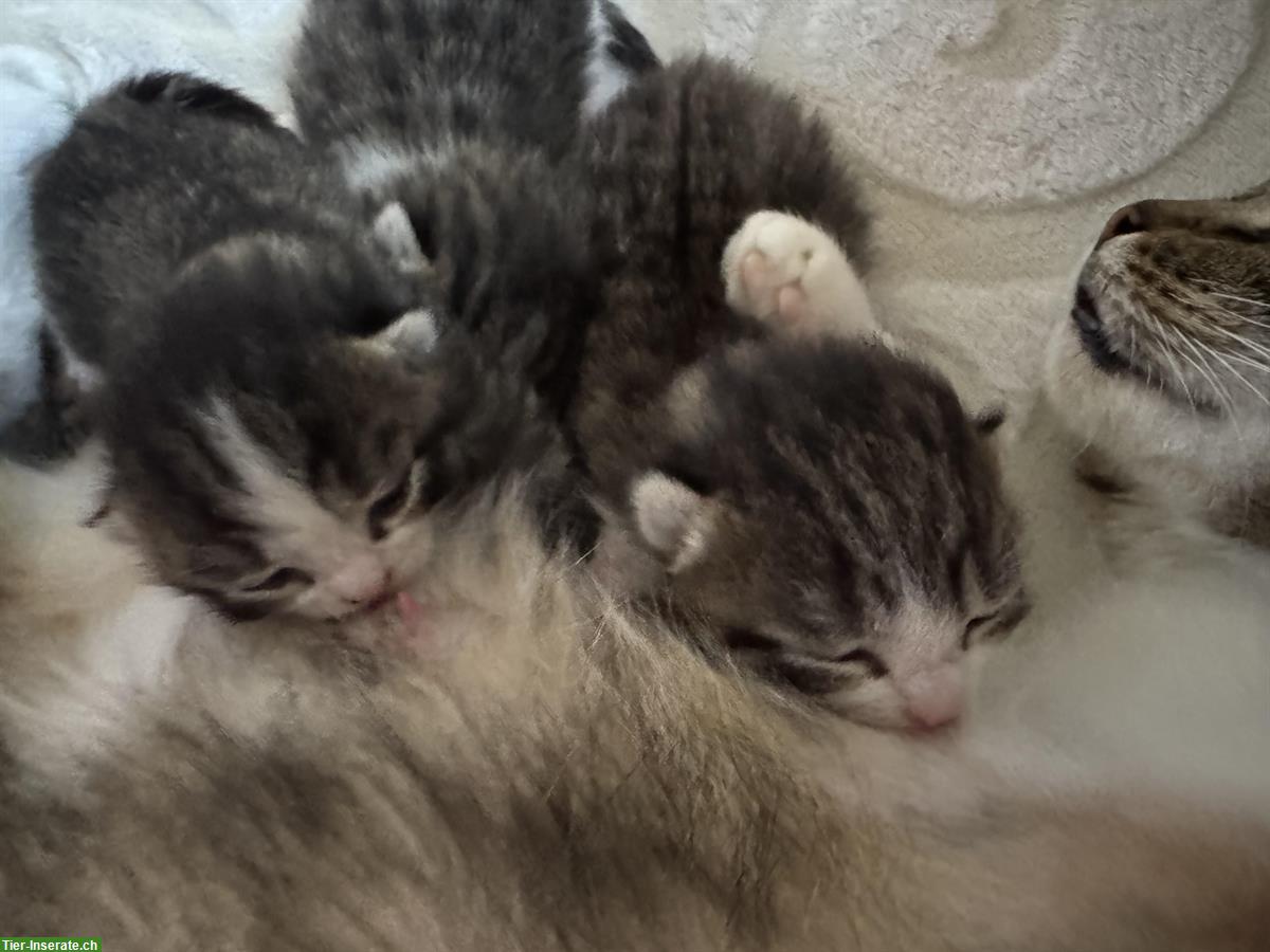 Bild 3: Katzenbabys an liebevolle Menschen zu verkaufen