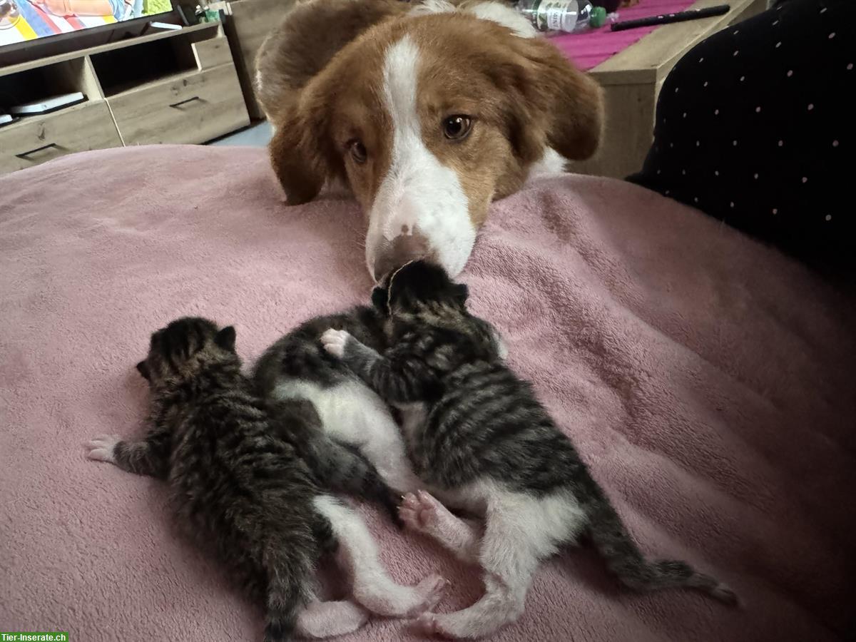 Bild 4: Katzenbabys an liebevolle Menschen zu verkaufen