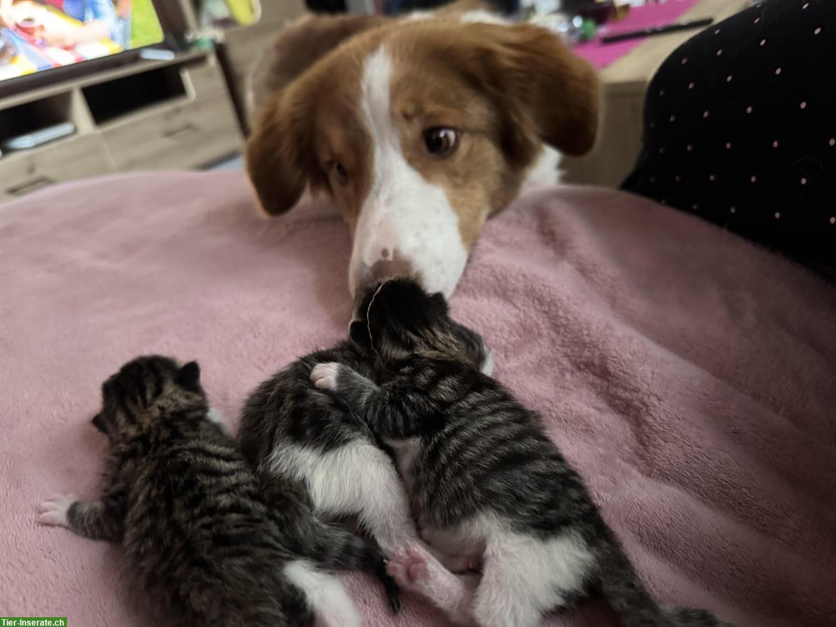 Bild 5: Katzenbabys an liebevolle Menschen zu verkaufen