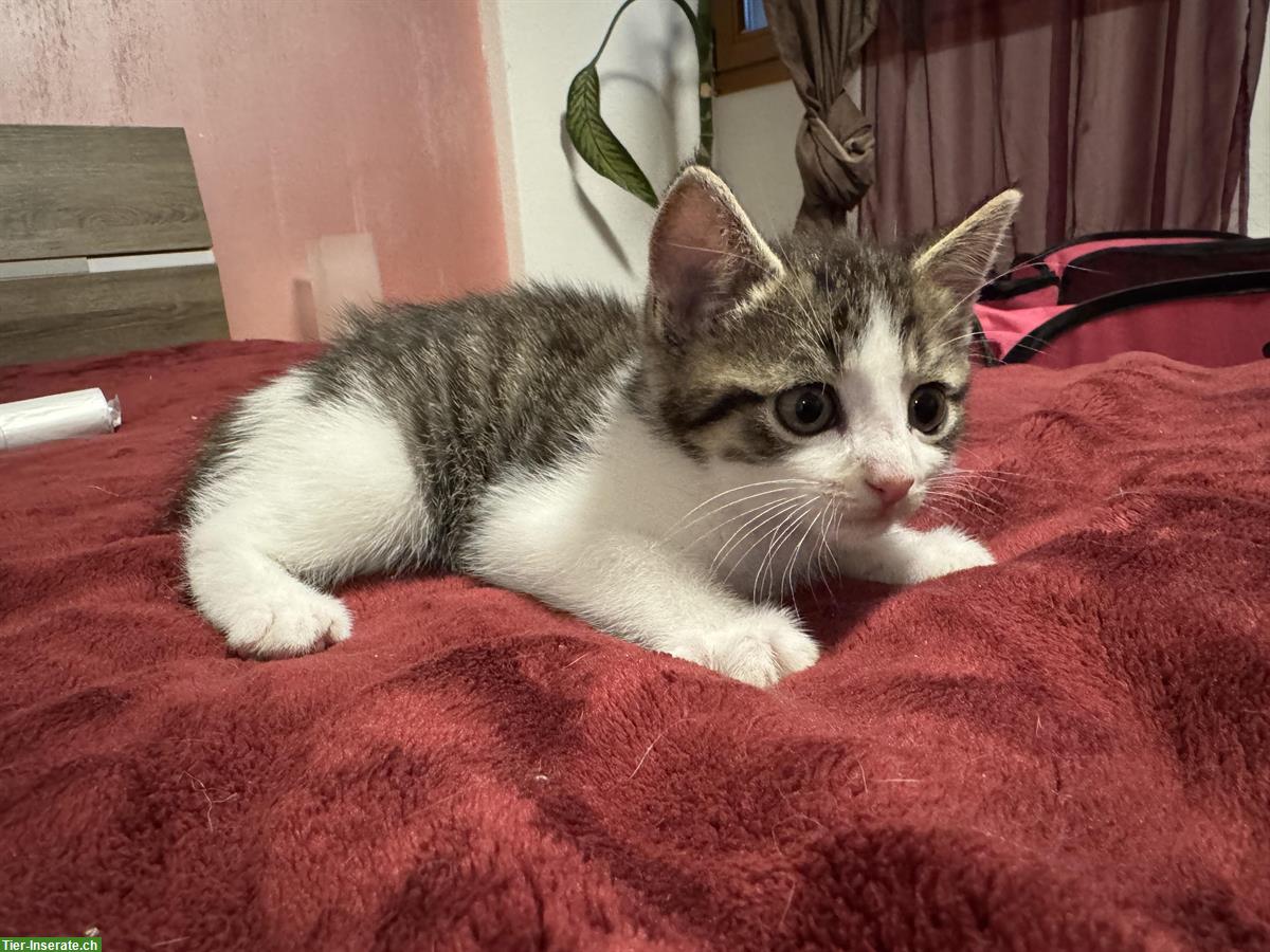 Bild 6: Katzenbabys an liebevolle Menschen zu verkaufen