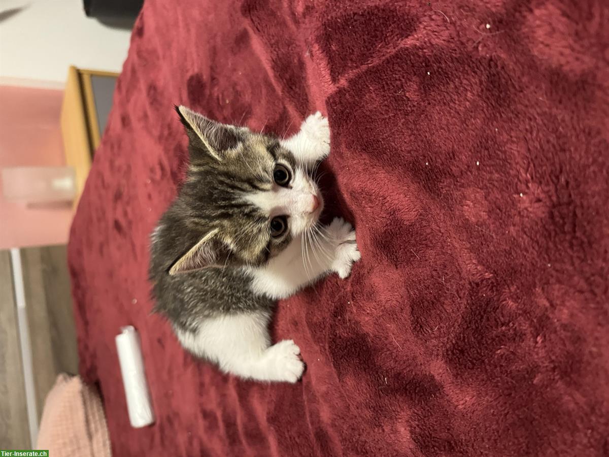 Bild 7: Katzenbabys an liebevolle Menschen zu verkaufen