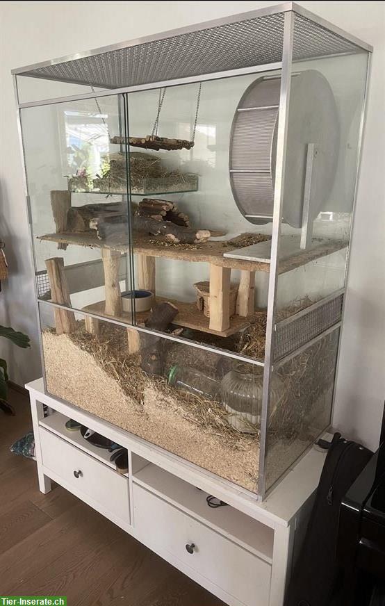 Glas Terrarium mit Möbeli und Laufrad