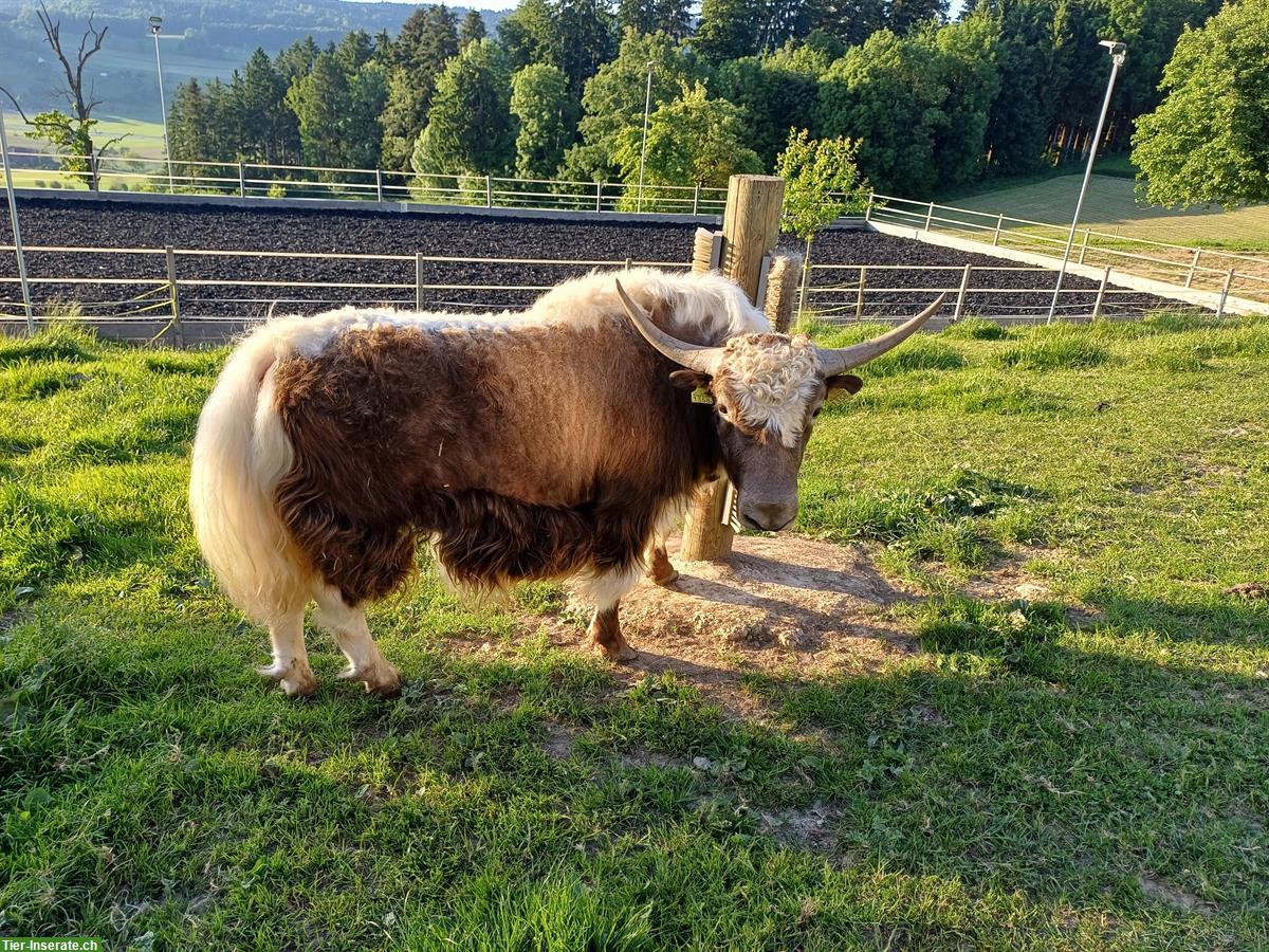 Kleine Yak Herde zu verkaufen